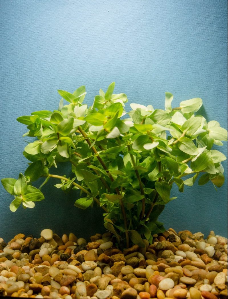 BACOPA 1 e1612982575961