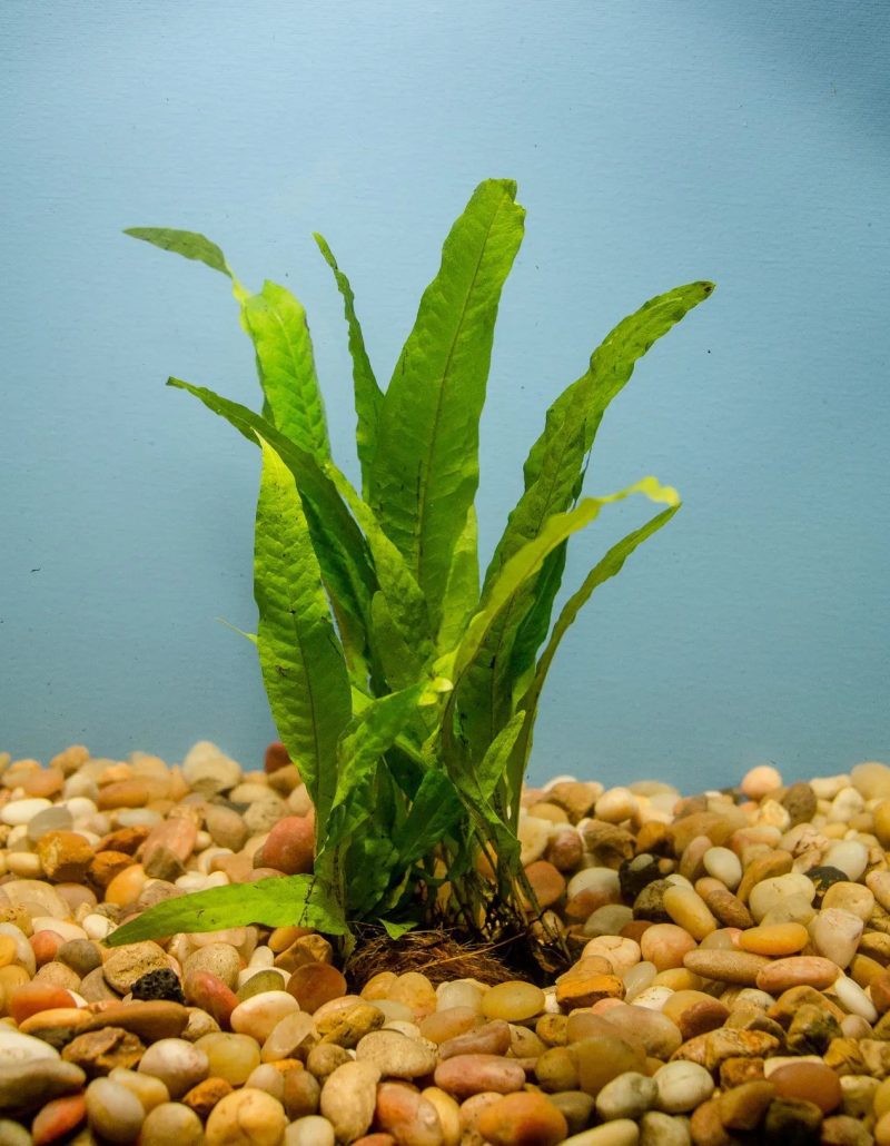 JAVA FERN HALF MAT