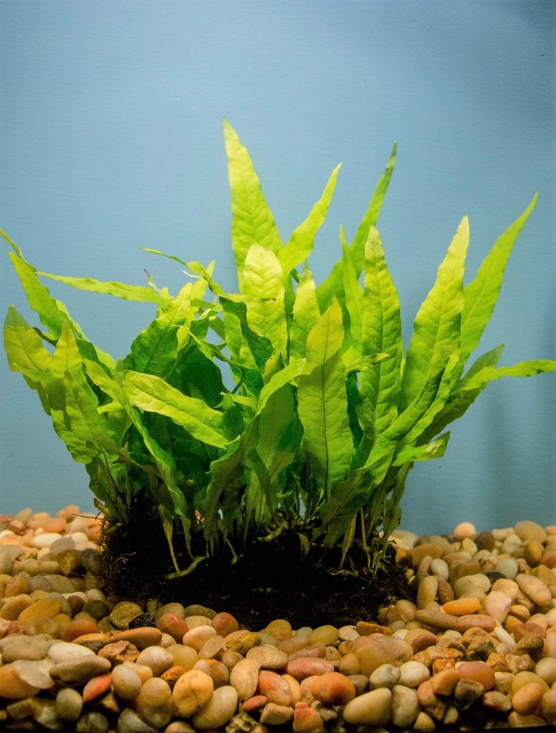 JAVA FERN MAT FULL