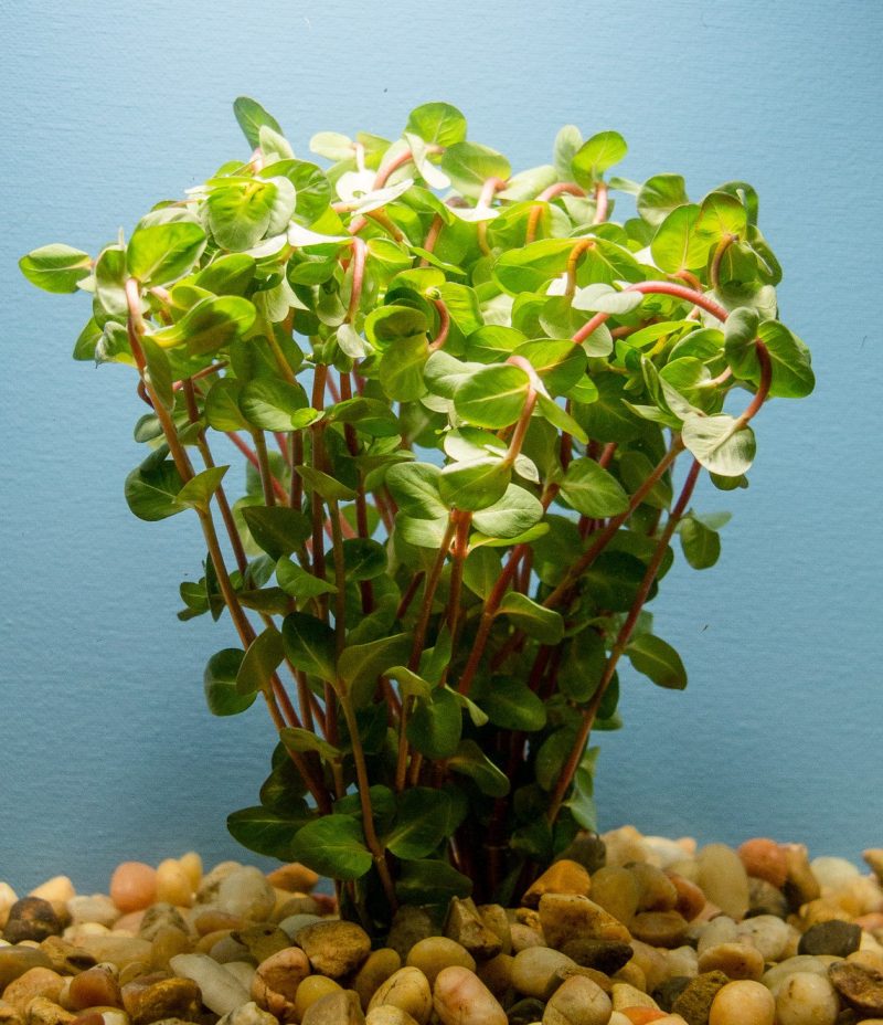 ROTALA MACRANDRA 1